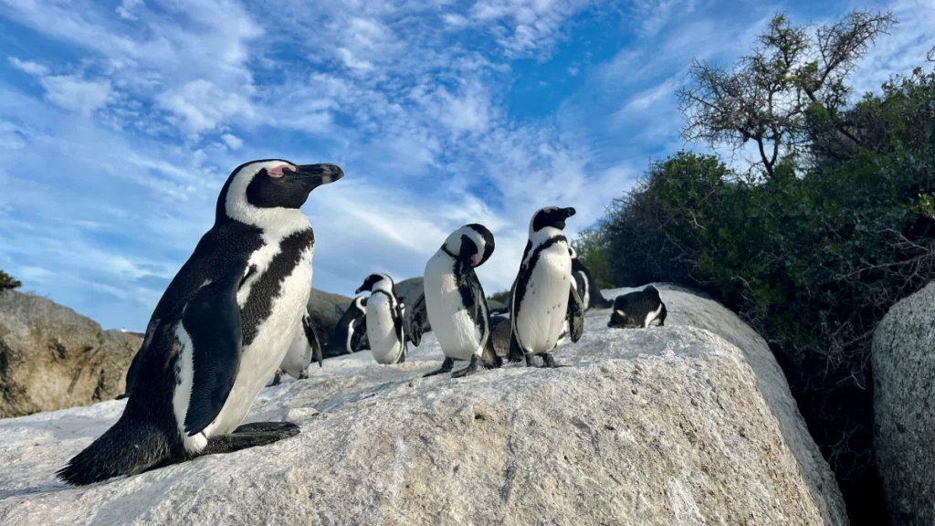 Pingviner i Boulders beach - Simon's Town i Sydafrika