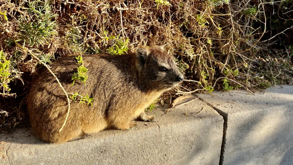 Dassie - klipphyrax