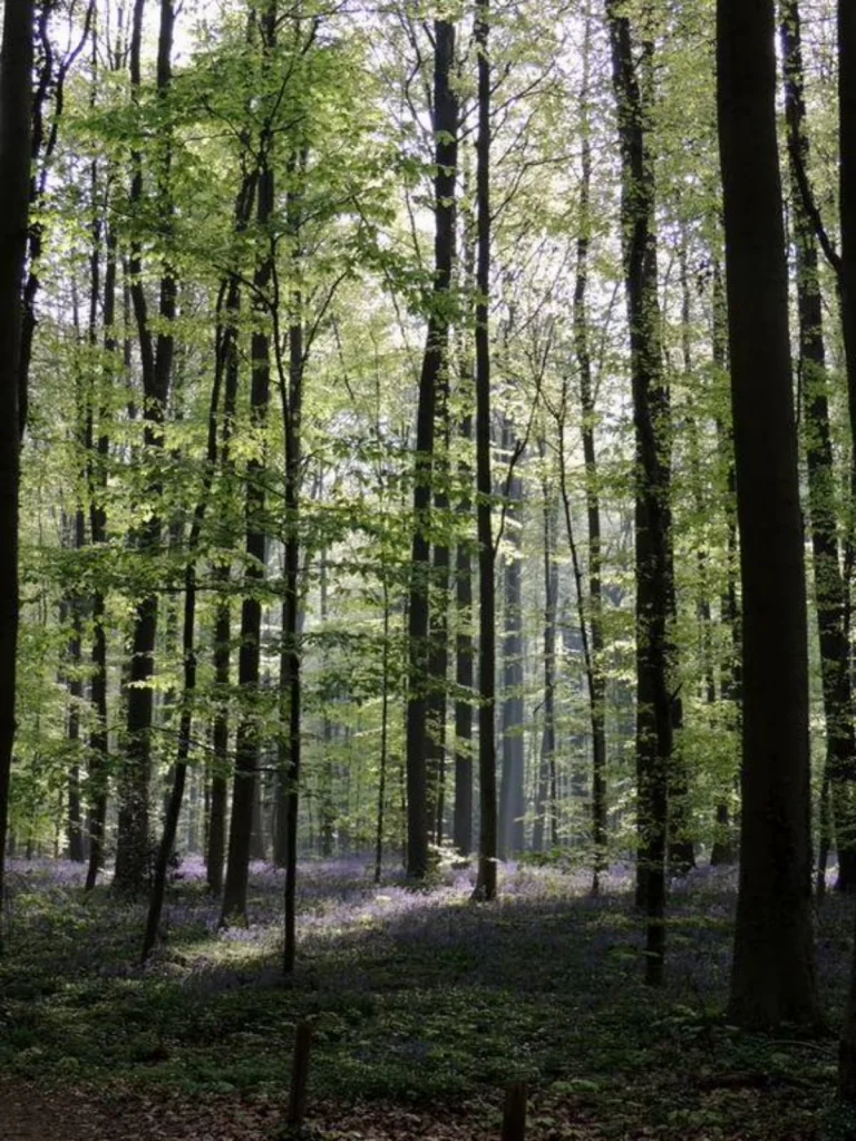 Hallerbos i Belgien - Blå skogen