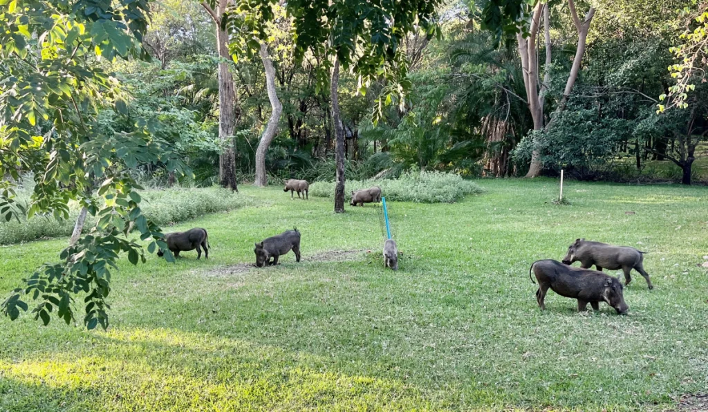 Vårtsvin på Victoria Falls Safari Lodge i Zimbabwe