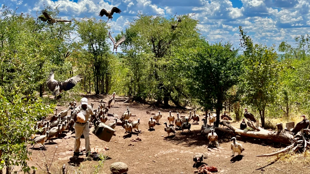Matning av gamar på Victoria Falls Safari Lodge i Zimbabwe