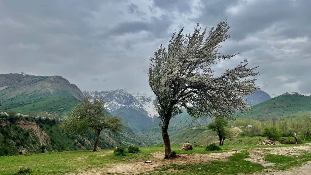 Naturupplevelse i Uzbekistan - träd