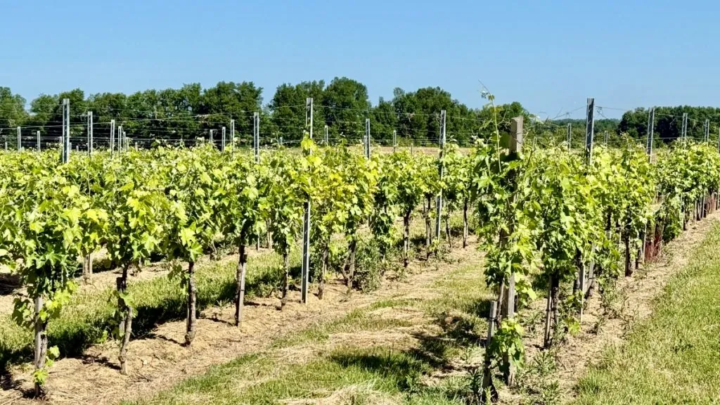 vinrankor