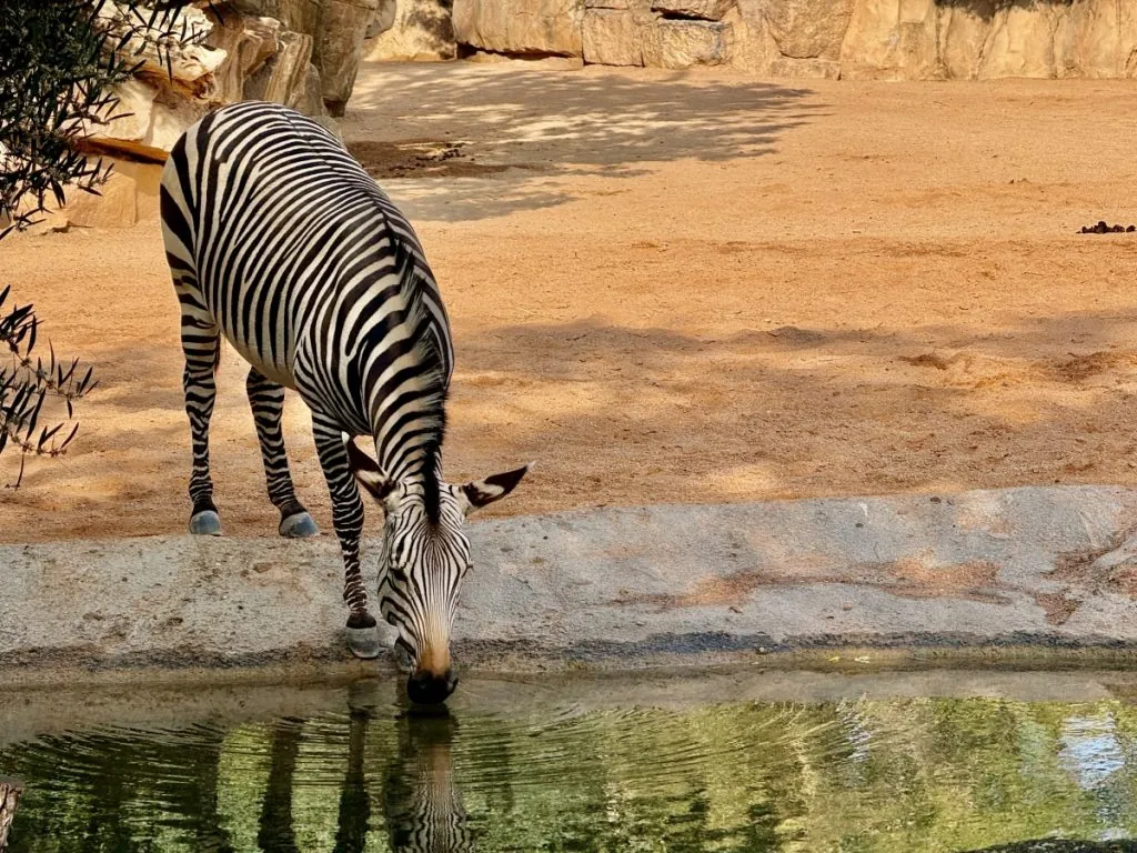Zebra