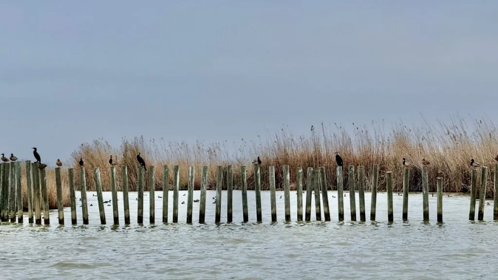 Albufera