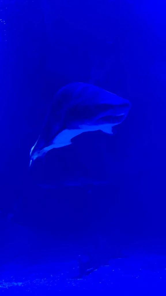 Oceanografic