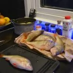 Filea abborre – Peters tips och bästa recept