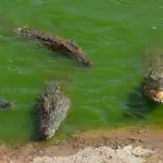 Krokodilpark i Agadir – bland krokodiler i Crocopark