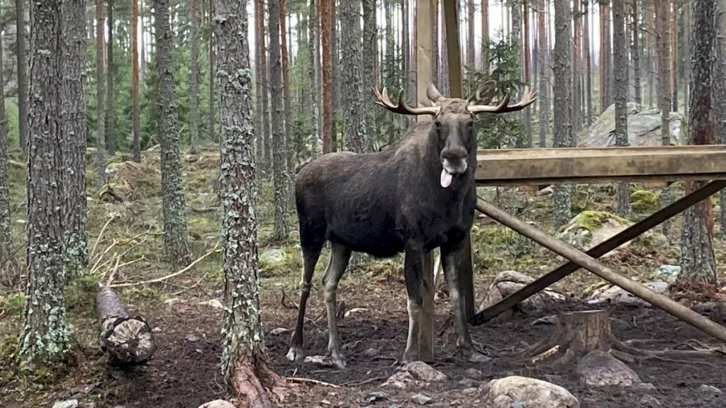 Läses mest just nu - Sverige