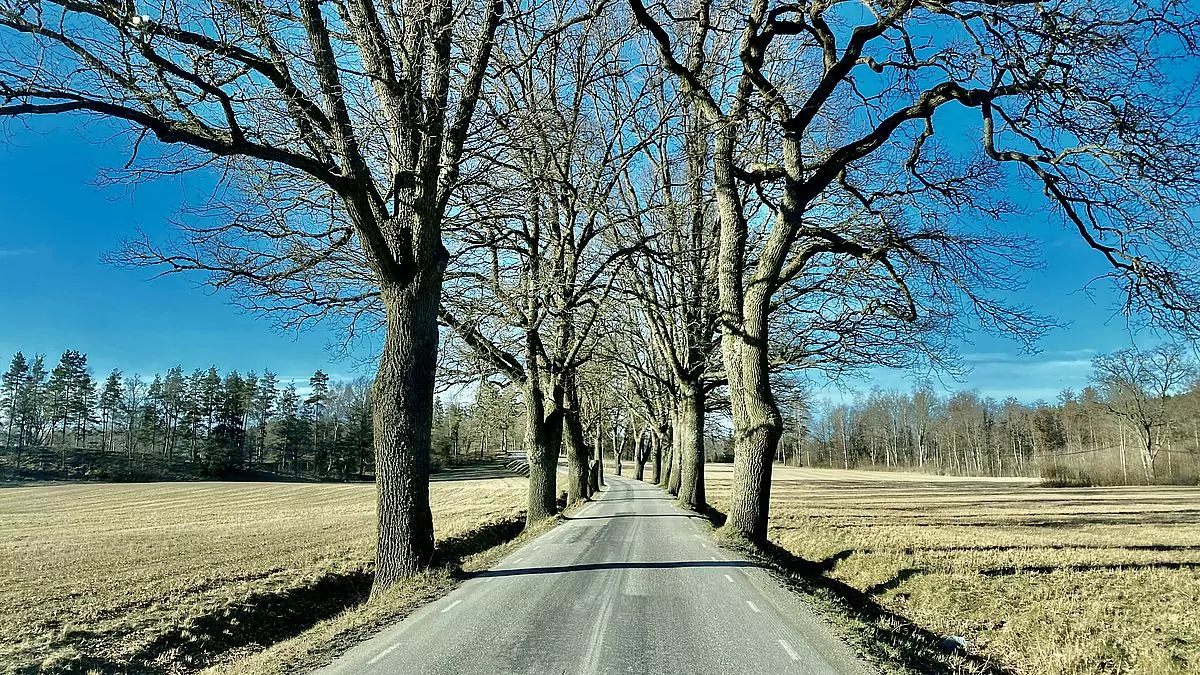 Allé till slott