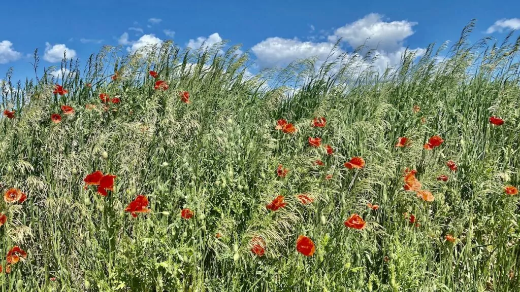 Sevärdheter på Öland - Alvaret