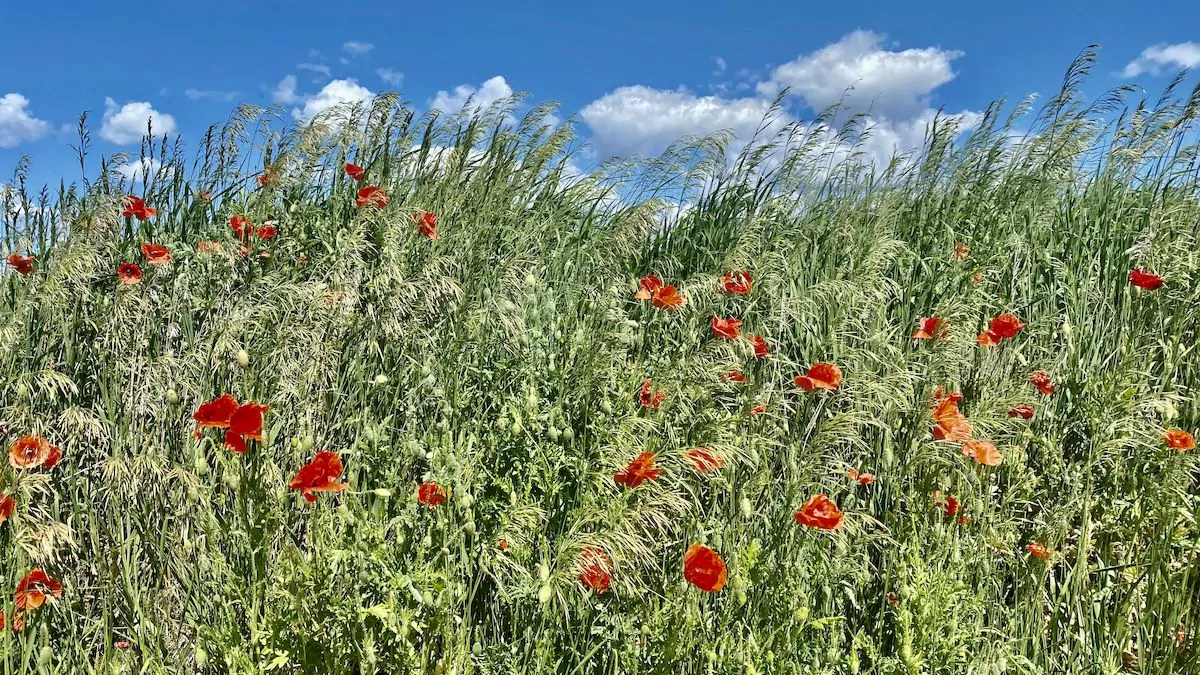 Sevärdheter på Öland - Alvaret