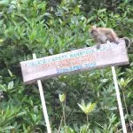Mangrove båttur på Langkawi