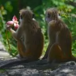 Vågar man resa till Sri Lanka? Ja, ett fantastiskt land!