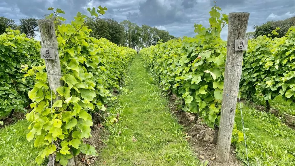 Svenskt vin på svenska vingårdar - Arilds