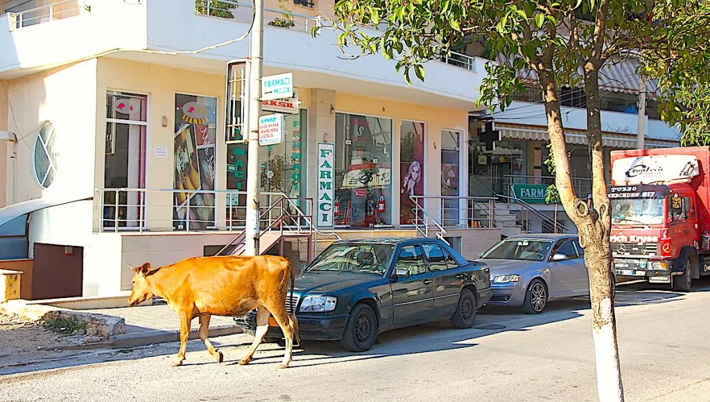 En ko mitt i city