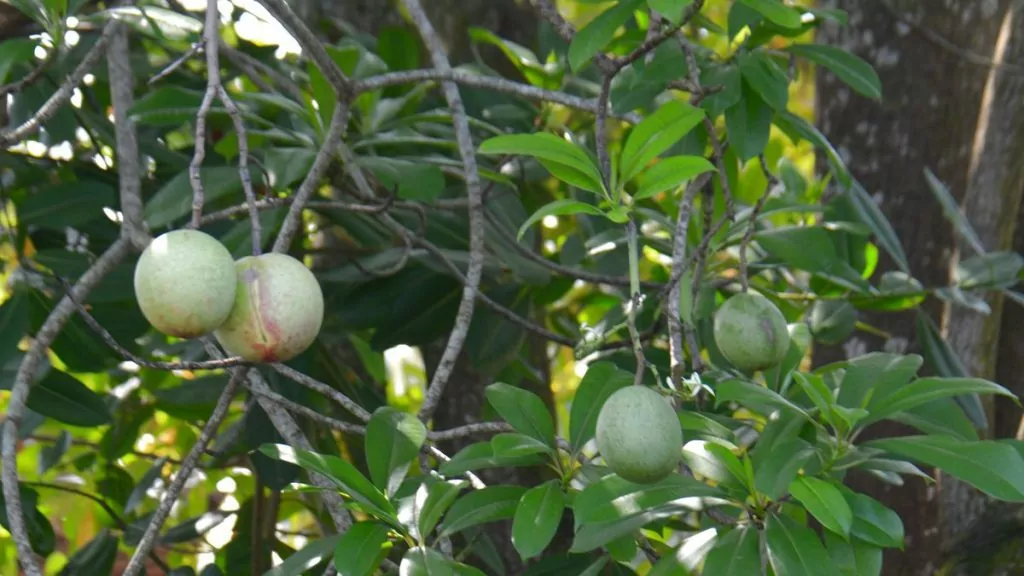 balsam sri lanka