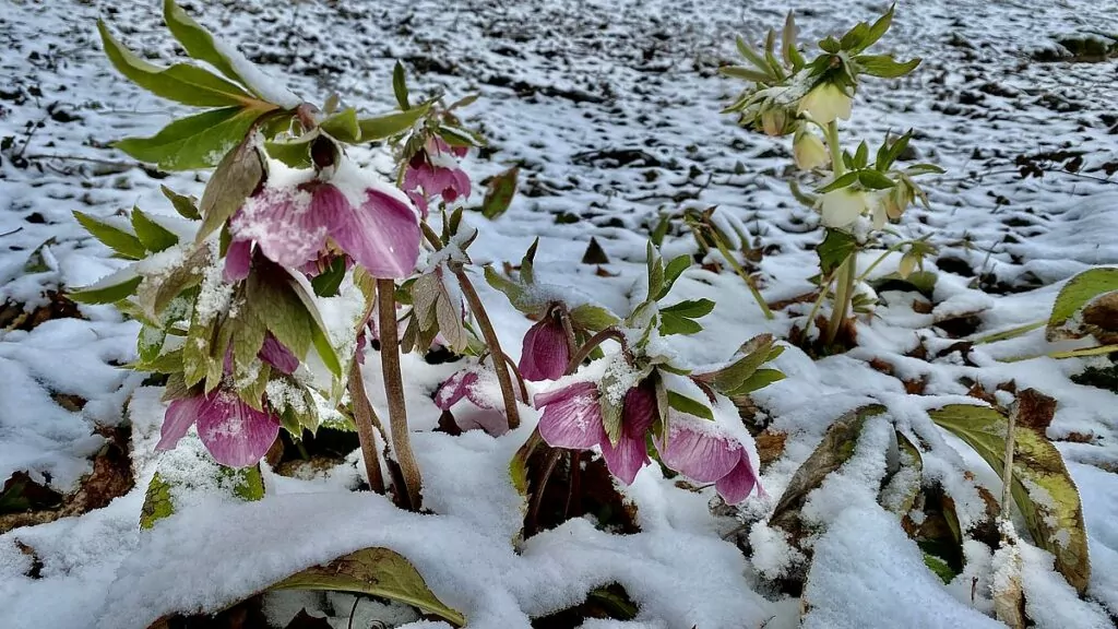 Blommor under snö