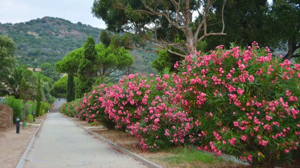 blommor frankrike, Le Lavandou