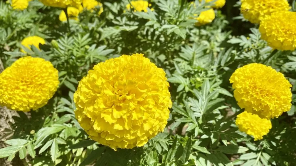 Baltjik i Bulgarien - den botaniska trädgården