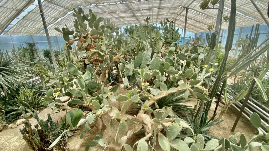 Baltjik i Bulgarien - den botaniska trädgården