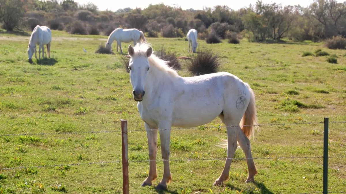 Camargue hästar