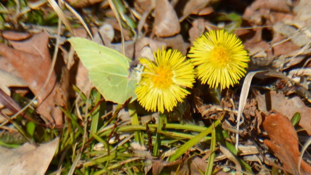 citronfjäril