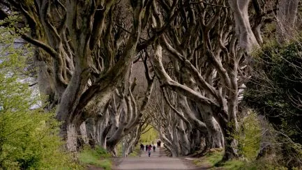 Dark hedges Stranocum