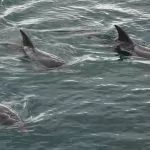 Se delfiner i Eilat på Dolphin Reef