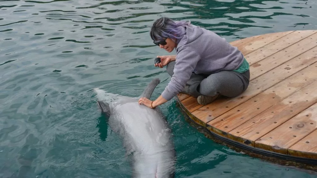 Delfiner Israel