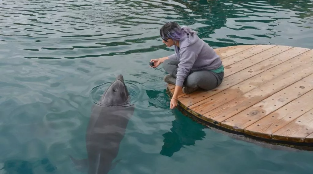 Dolphins reef