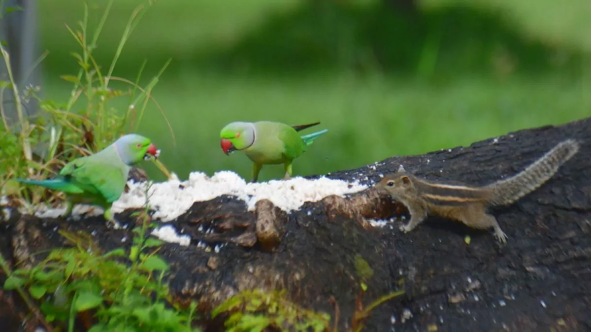 Ekorre Sri Lanka