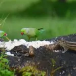Djur i Sri Lanka – som safari överallt