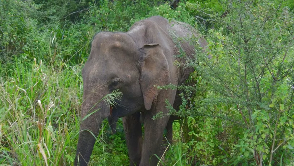 Decemberresor: Sri Lanka