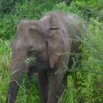 15 saker att tänka på inför din Sri lanka-resa
