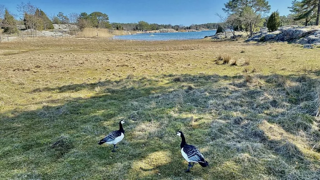 Stendörrens naturreservat