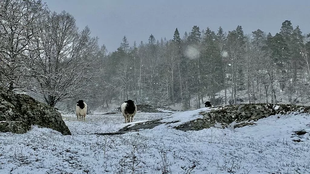 Får vid Nynäs slott