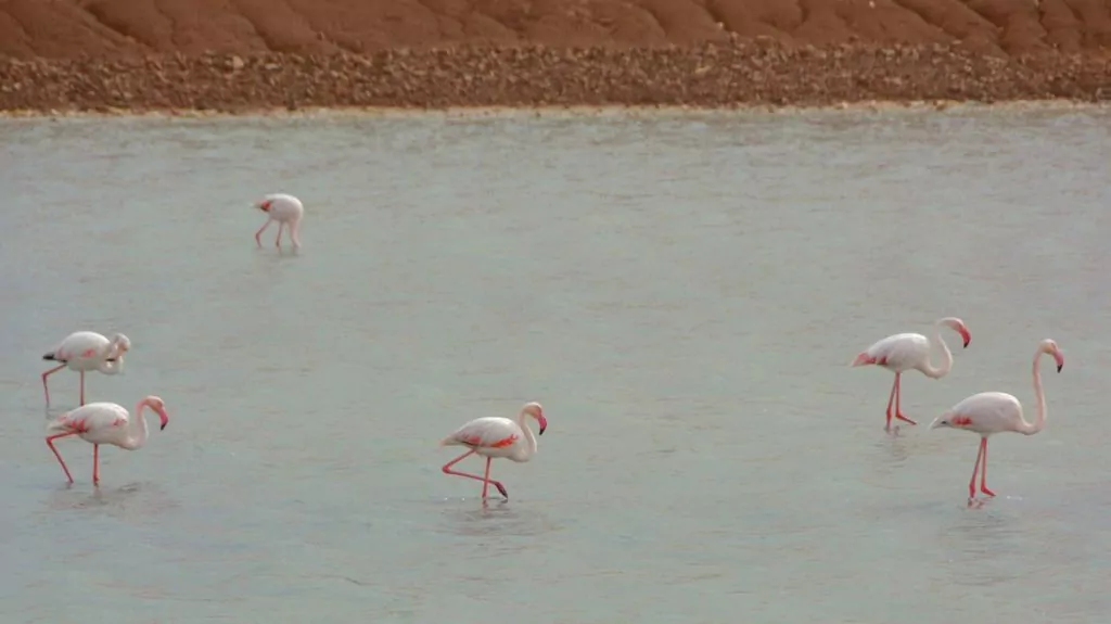 Flamingos Eilat