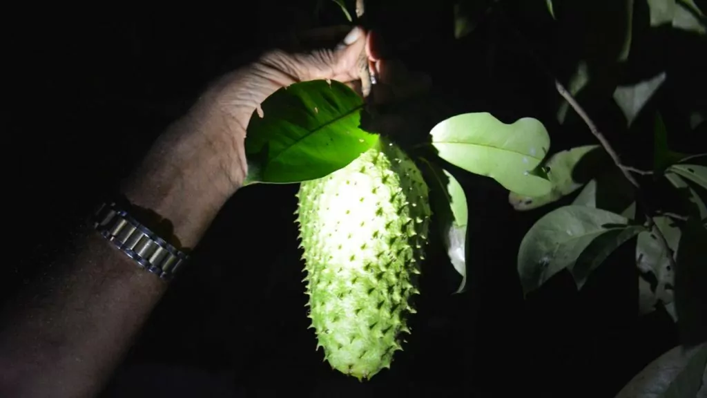 Exotiskt frukt, Negombo i Sri Lanka