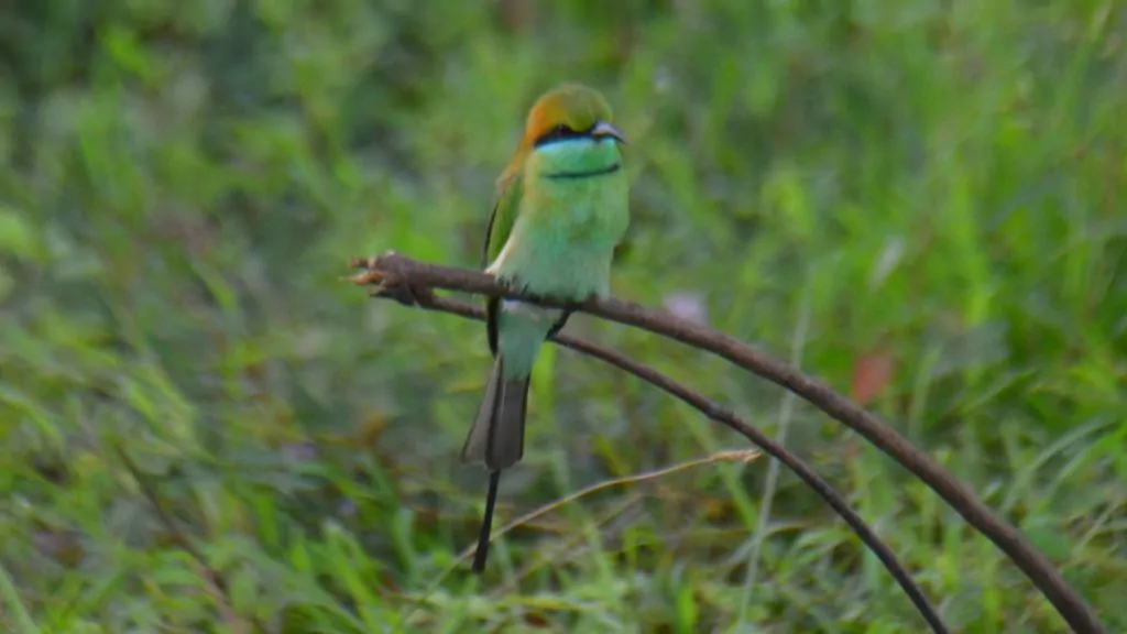 fågel i Sri Lanka