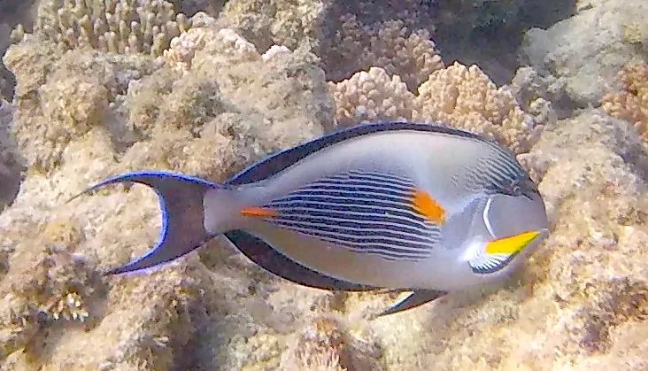 Göra i Hurghada - Grand Aquarium