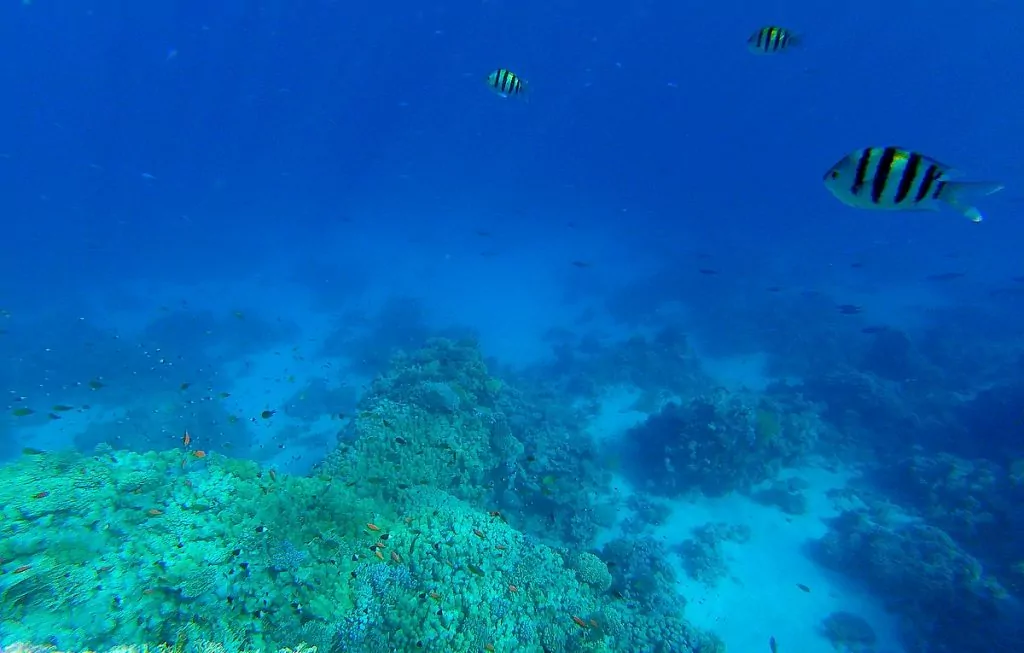 Snorkla i Sharm el Sheikh