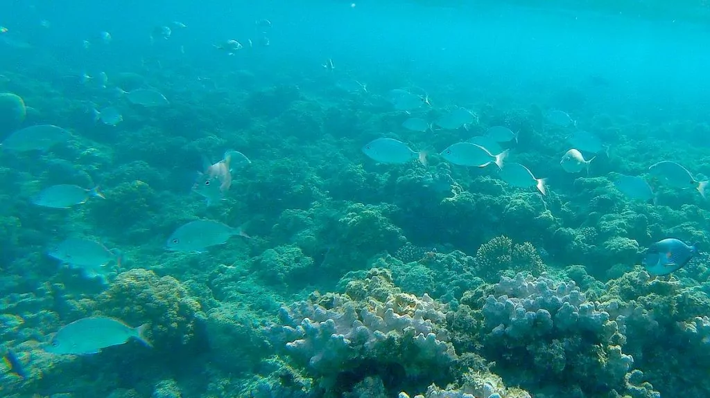 Snorkling vid Zeytouna Beach Island