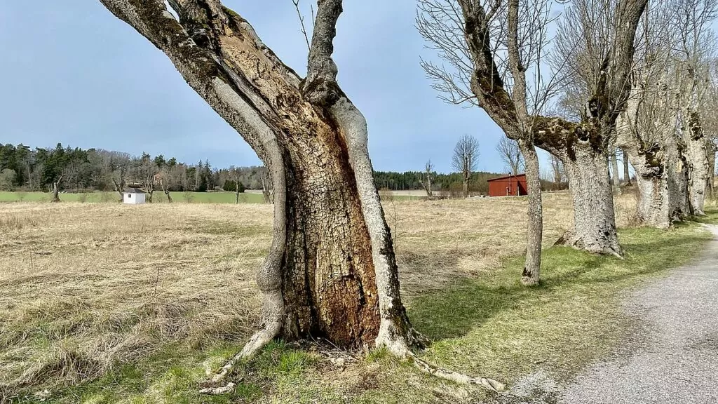 Gammalt träd vid Wenngarns slott