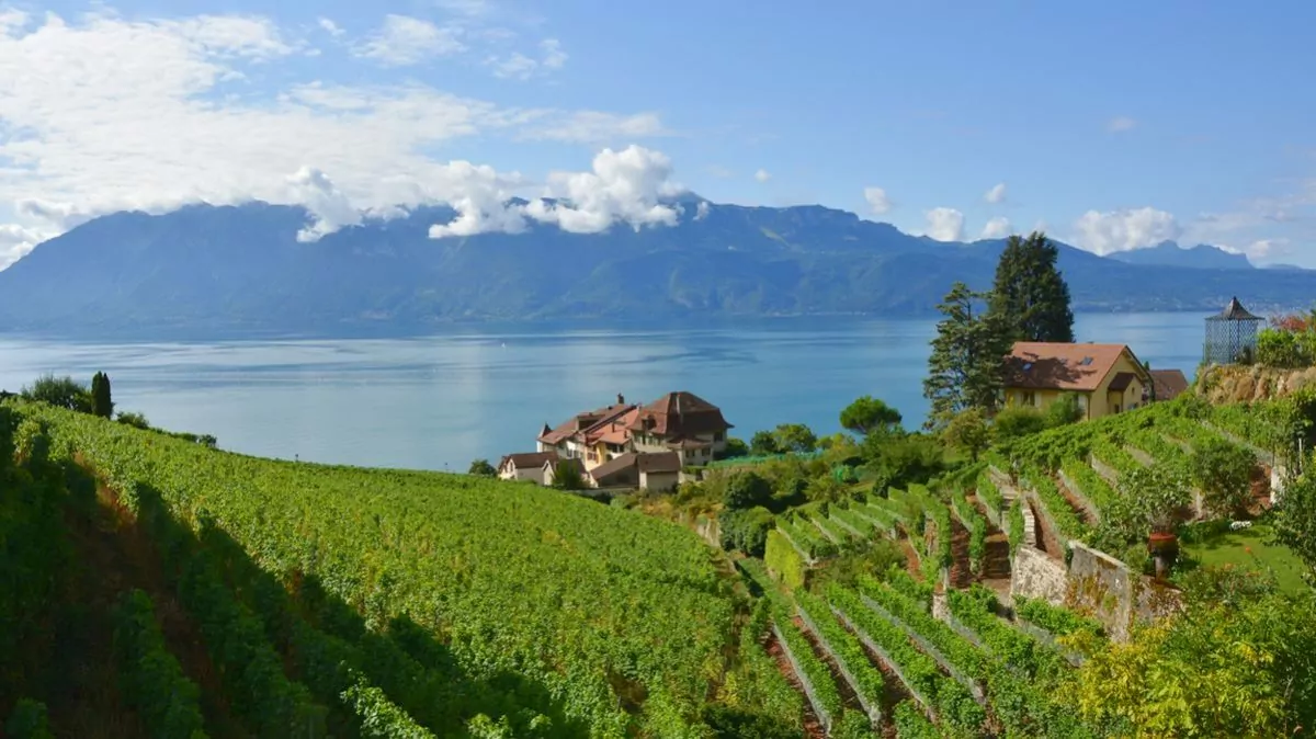 Lavaux