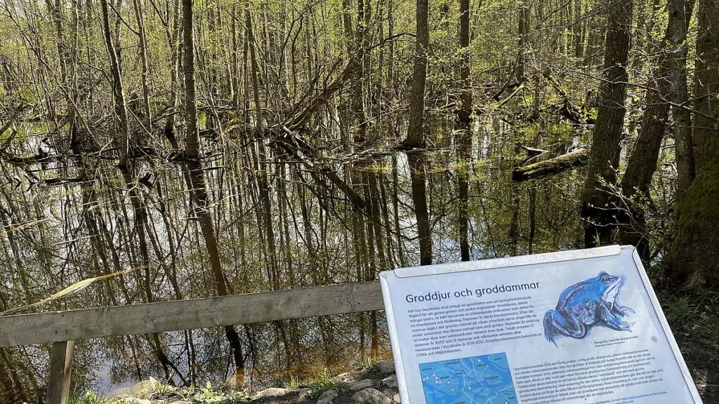 Grodor i Judarskogens naturreservat