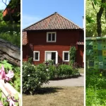 Linnés Hammarby i Uppsala – Tant Anna botaniserar