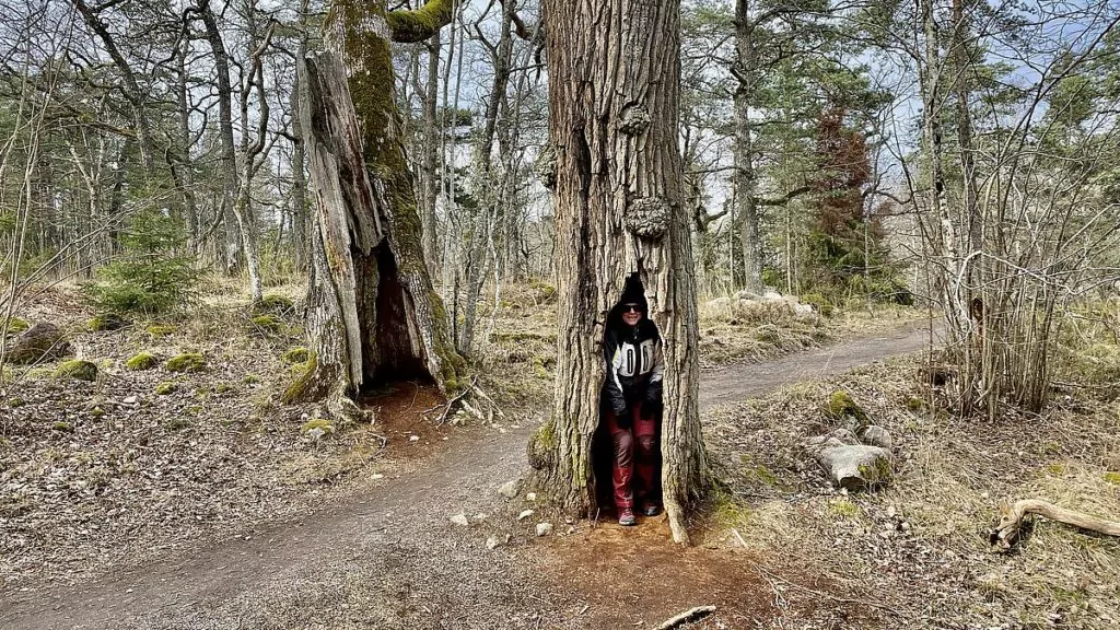 Nyckelvikens naturreservat