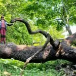 Dalby söderskog – Europas minsta nationalpark