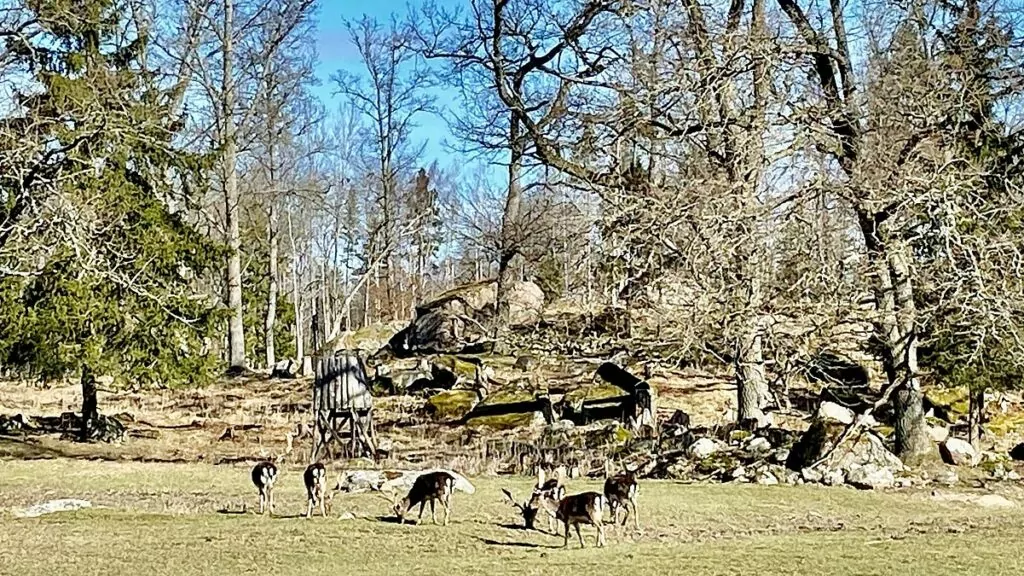 Hjortar vid Stora Sundby slott